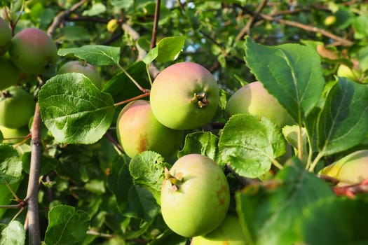 Pink-green ripe apples on an apple tree branch. Fresh tasty fruits. Gardening and agriculture. Summer fruit harvest. Fruit tree in the country. Apples on a tree