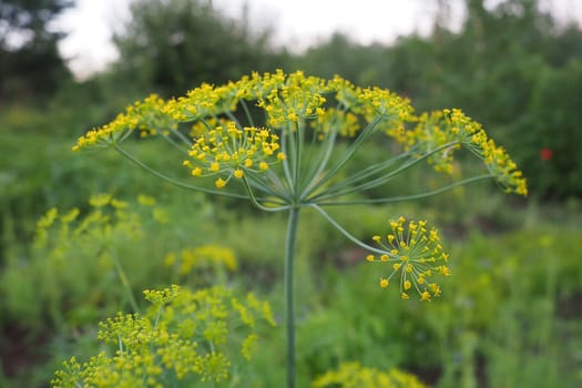 Fresh dill Anethum graveolens growing on the vegetable bed. Annual herb, family Apiaceae. Growing fresh herbs. Green plants in the garden, ecological agriculture for producing  healthy food concept