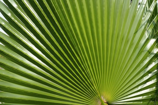 Palm leaves texture with shadow and light. Palm leaves of bright green and yellow colors. Tropical beautiful background. Summer beach tourism. Pleated leaves