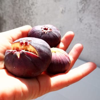 Fig or fig tree, or common fig tree, or Ficus carica is a subtropical deciduous plant of the genus Ficus of the Mulberry family. Healthy food. Ripe purple fig fruits in the palm of woman hand