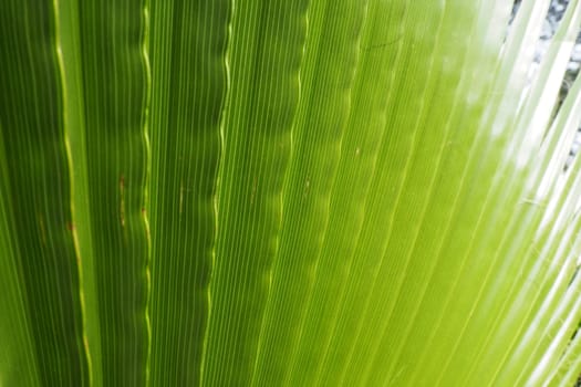 Palm leaves texture with shadow and light. Palm leaves of bright green and yellow colors. Tropical beautiful background. Summer beach tourism. Pleated leaves