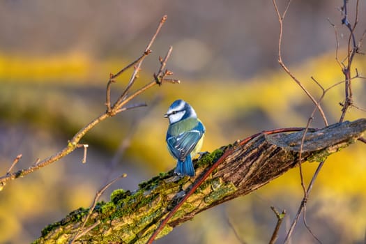 Beautiful colored small bird Eurasian blue tit (Cyanistes caeruleus) in the nature perched on tree branch in winter time. Czech Republic wildlife