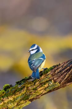 Beautiful colored small bird Eurasian blue tit (Cyanistes caeruleus) in the nature perched on tree branch in winter time. Czech Republic wildlife