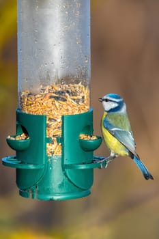 Beautiful colored small bird Eurasian blue tit (Cyanistes caeruleus) on bird feeder in winter time. Czech Republic wildlife