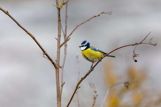 Beautiful colored small bird Eurasian blue tit (Cyanistes caeruleus) in the nature perched on tree branch in winter time. Czech Republic wildlife