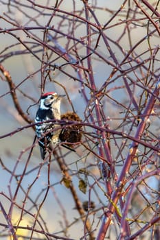 Middle spotted woodpecker (Dendrocoptes medius) is a European woodpecker in winter. Czech Republic wildlife