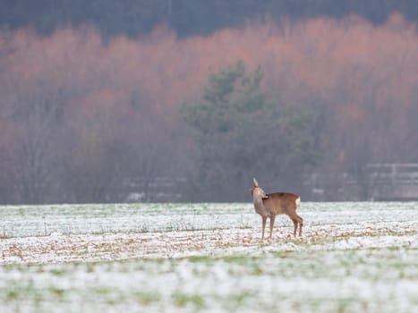 Portrait of roe deer standing on snow covered field