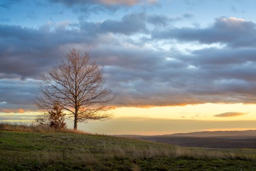 Big green tree in a field, dramatic clouds
