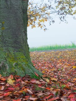 A ground level view of fall foliage on the ground next to a neighborhood tree.