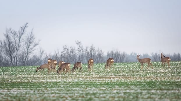 Roe deer, capreolus capreolus, herd in deep snow in winter.