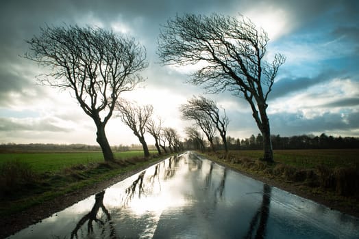 Road with trees in a stormy weather with rain and wind, empty street in Romo, Denmark in the winter, dark dramatic clouds