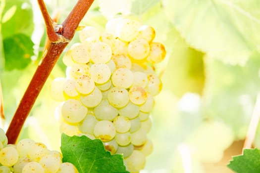 Ripe white bunches. Selective focus. Grape for the production of iced wine in Franciacorta, Italy Harvest concept.