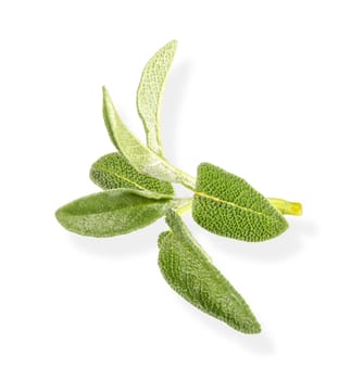 Fresh twigs of sage on white background with clipping path. Full depth of field.