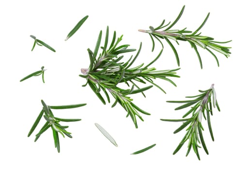 Collection of herbs. Different leaves and twigs of rosemary isolated on white with clipping path as package design element. Full depth of field. Healthy food concept.