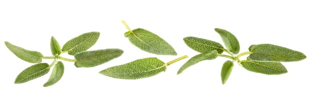 Isolated herbs pieces. Panorama of different leaves and twigs of sage isolated on white, ready for packaging and advertising. top view. Full depth of field. Set or collection.