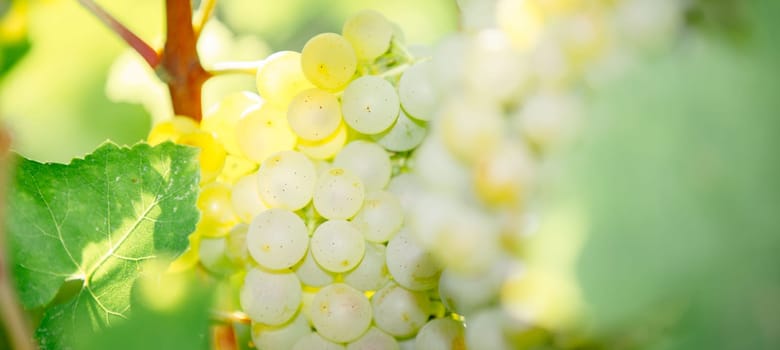 Ripe white bunches. Selective focus. Grape for production of wine in Franciacorta, Italy. Harvest concept.