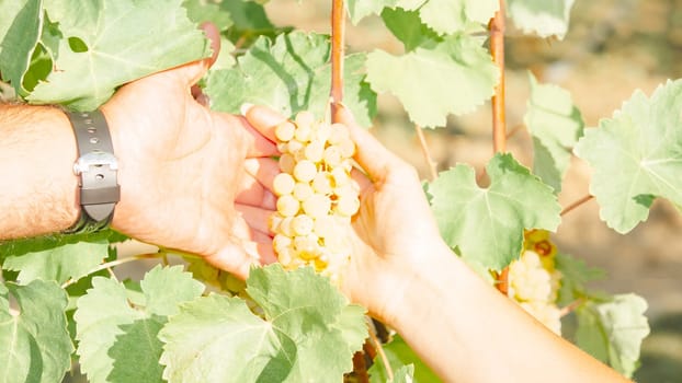Ripe white bunches. Selective focus. Grape for the production of iced wine in Franciacorta, Italy Harvest concept.