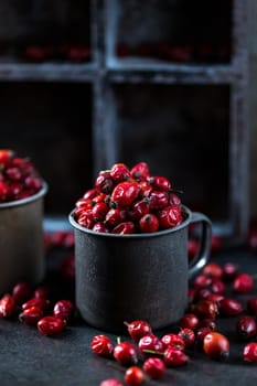 Rosehip in the cup. Benefits and used as a natural remedy. Natural therapy. dark mode style.