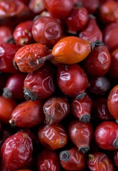 Rosehip in the cup. Benefits and used as a natural remedy. Natural therapy. dark mode style.