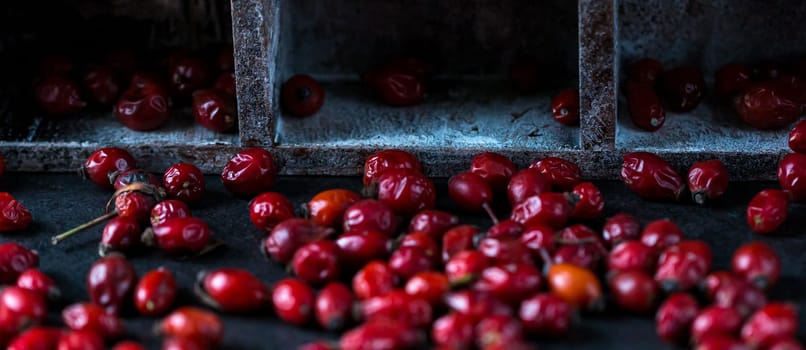 Rosehip in the cup. Benefits and used as a natural remedy. Natural therapy. dark mode style.