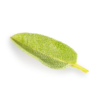 Fresh leaves and twigs of sage on white background with clipping path. Full depth of field.