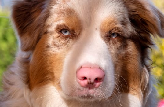 an Australian Shepherd dog portrait outdoors