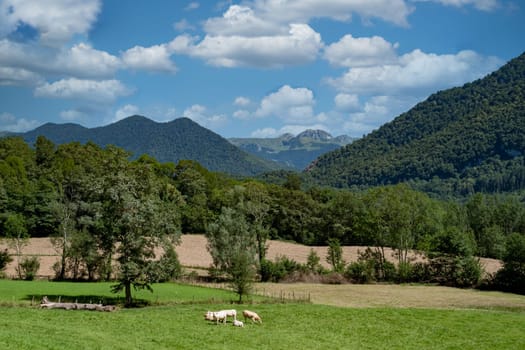 cow herd in green meadow, the french pyrenes mountains