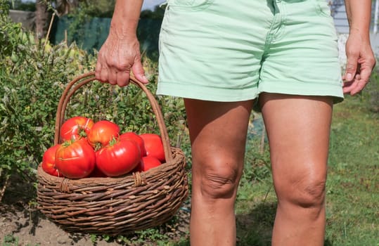 Woman with a tomatoes basket