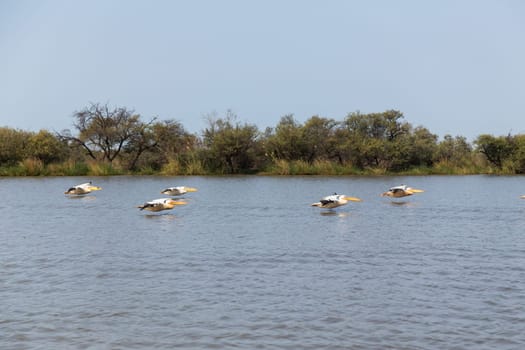 Pelicans in Djoudi national park reserve. Senegal
