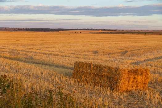 view of a crop field in the north of Spain
