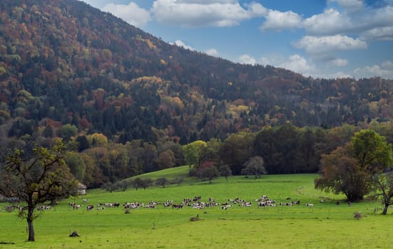 a view of mountain landscape in autumn