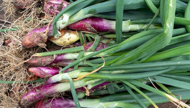 many long raw red onions in the garden