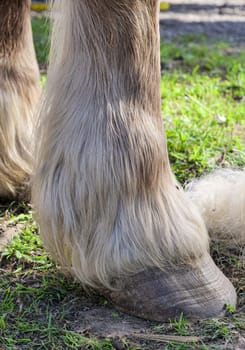 a close up of a horse's hooves