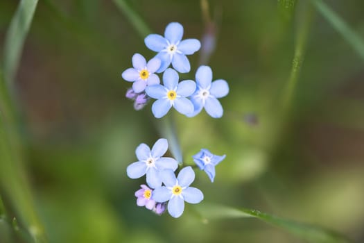 Blue petals of a flower isolated in green grass shown. Natural meadow with flowers. Landscape shot from nature