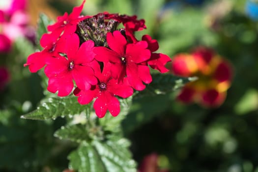 Red petals of a flower on a green meadow. Flower photo from nature. Landscape photo