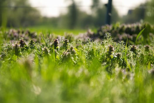 Flower meadow with smaller flowers and grass with lots of bokeh. Nature photo