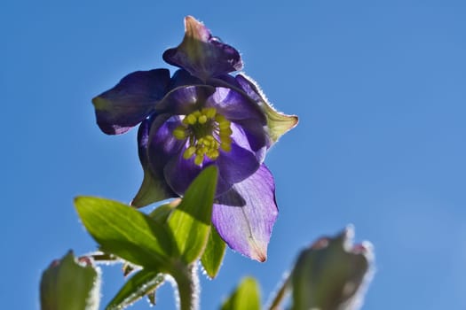 blue purple wild orchid on a green meadow. Flower photo from nature. Landscape photo