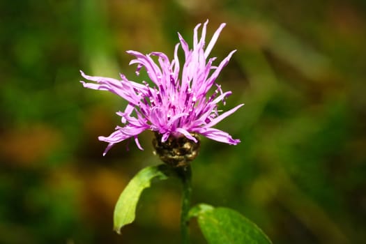 purple thistle flower on a green meadow. Flower photo from nature. Landscape photo