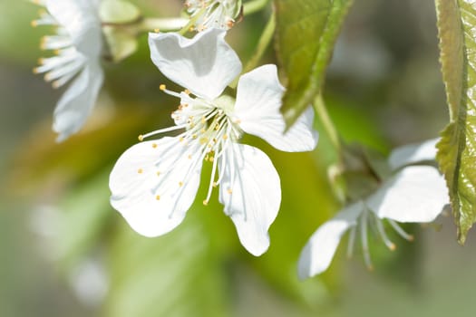 white pink apple blossom on the branch of apple tree. Blossoms from fruit in the garden. Spring time in nature. Food photo