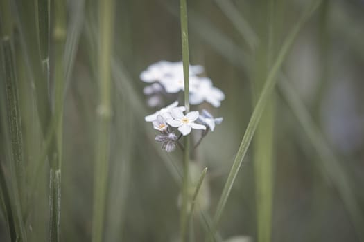 Blue petals of a flower isolated in green grass shown. Natural meadow with flowers. Landscape shot from nature