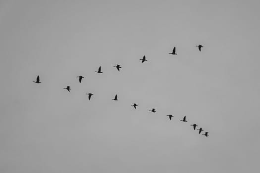 Cranes moving in formation in the sky. Migratory birds on the Darss. 100000 birds migrate every year in autumn from the north to the south and back ag