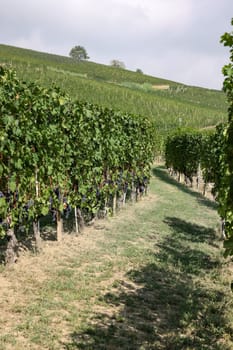 Langhe vineyards near Barolo and La Morra, Unesco Site, Piedmont, Italy
