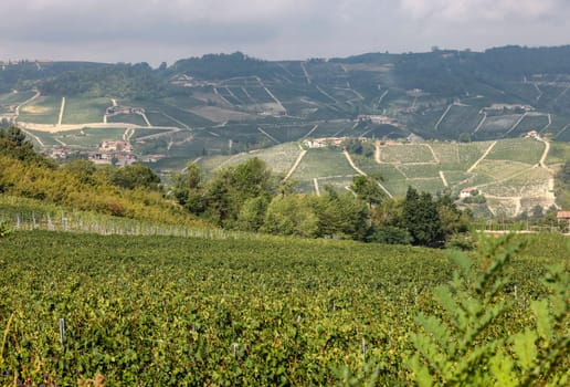 Langhe vineyards near Barolo and La Morra, Unesco Site, Piedmont, Italy