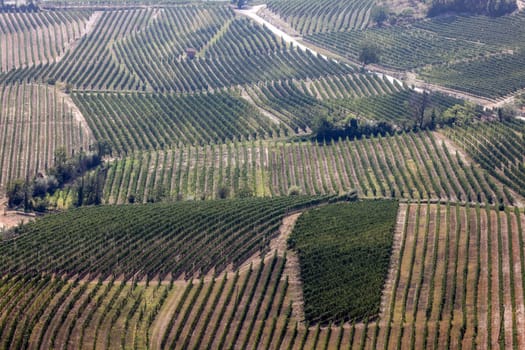 Langhe vineyards near La Morra, Unesco Site, Piedmont, Italy
