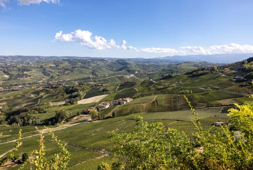 Langhe vineyards near Barolo and La Morra, Unesco Site, Piedmont, Italy