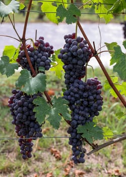 Beautiful bunch of black nebbiolo grapes with green leaves in the vineyards of Barolo, Piemonte, Langhe wine district and Unesco heritage, Italy