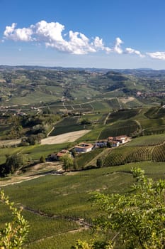 Langhe vineyards near Barolo and La Morra, Unesco Site, Piedmont, Italy