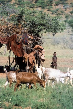 May 15, 2005. unidentified Himba boy with a herd of goats. Epupa Falls, Kaokoland or Kunene Province, Namibia, Africa