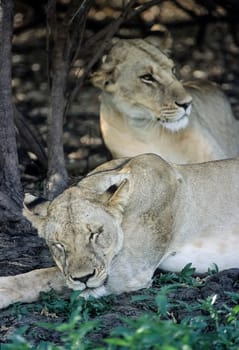 Lion (Panthera leo), Selous Game Reserve, Morogoro, Tanzania, Africa