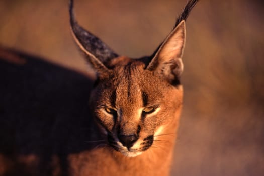 Caracal (Felix caracal), Maun, Ngamiland, Botswana, Africa